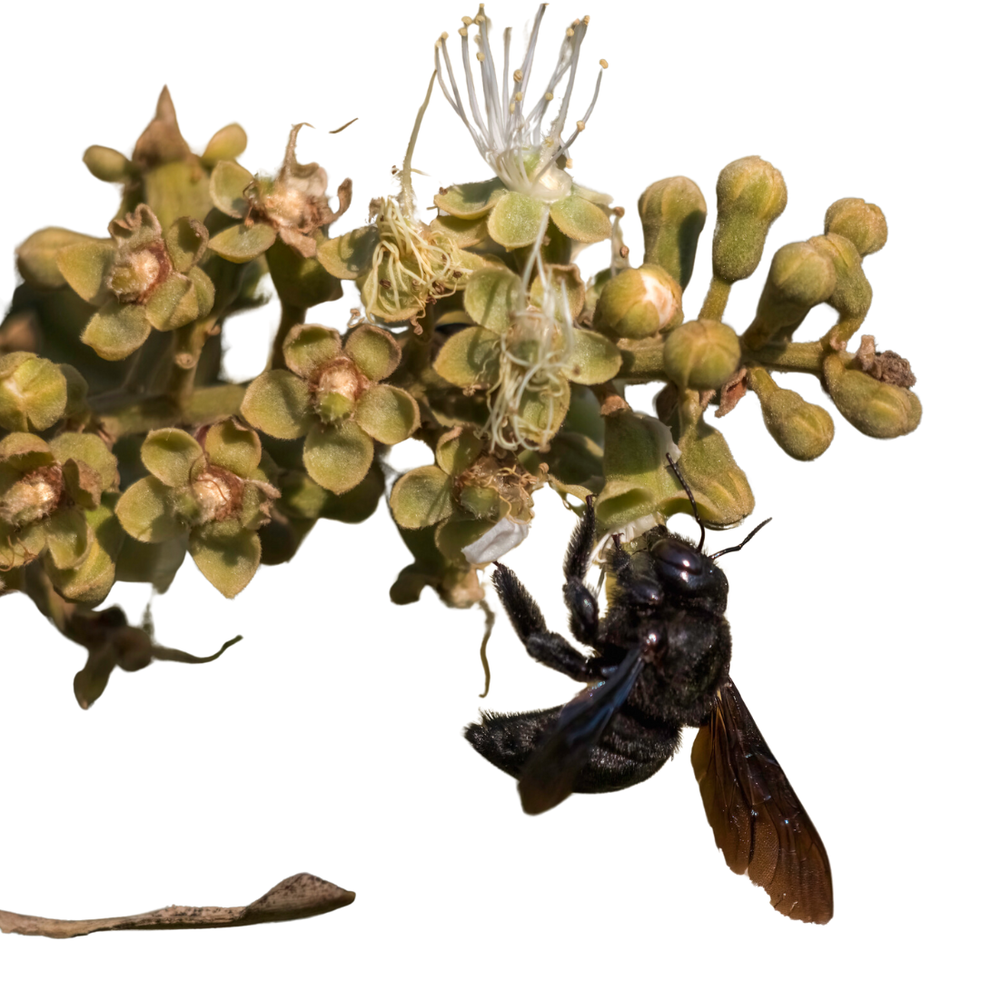 Abelhas Nativas